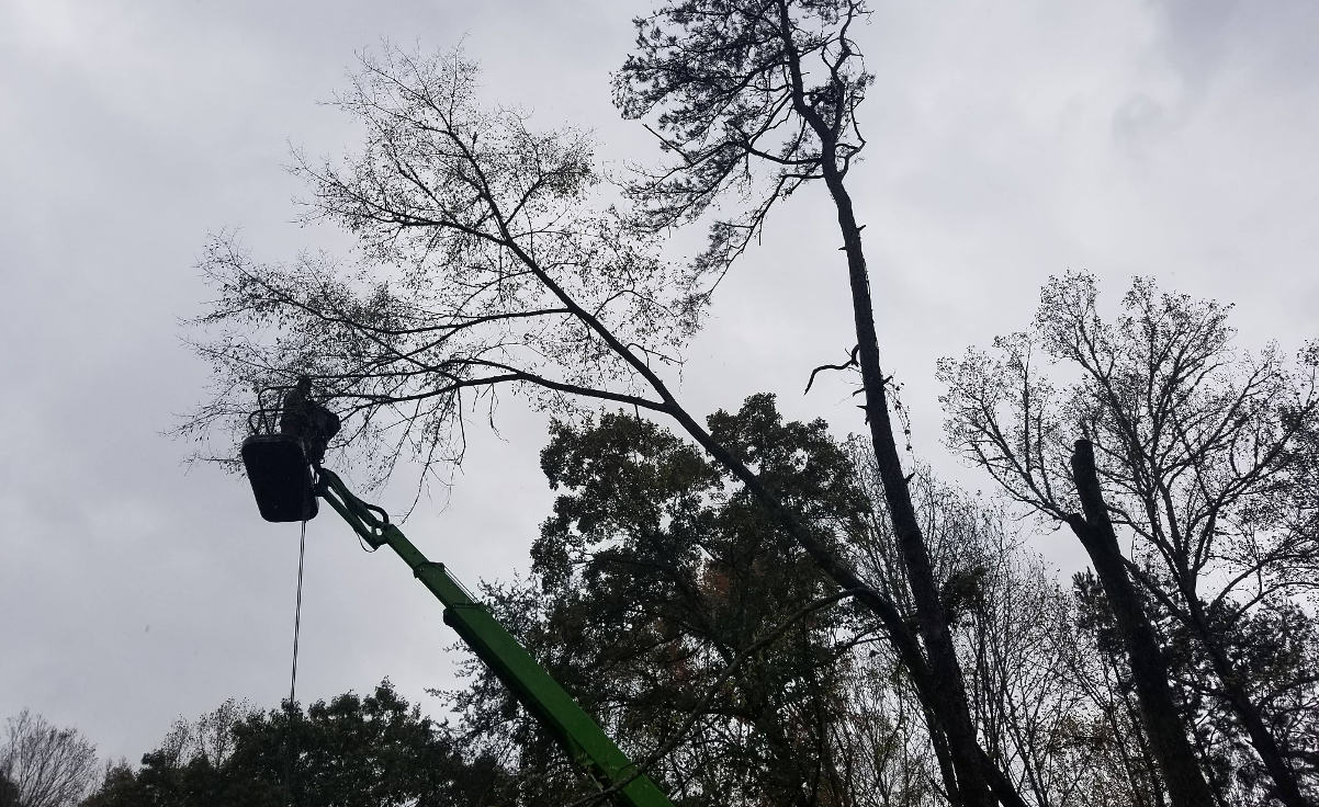 ESS Tree Crew At Work in the Bucket