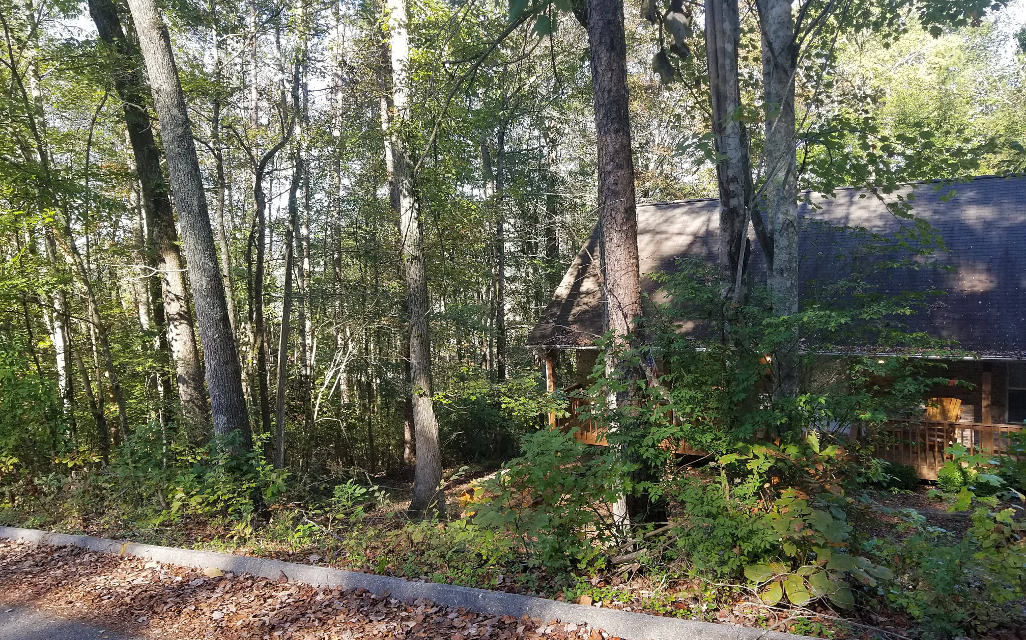 Overgrowth Around House